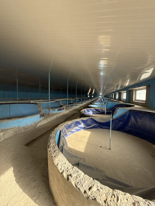 Sergeli Layle Maxallada 50 sotix yer sotiladi 3 tarafi kocha jiloy xuj