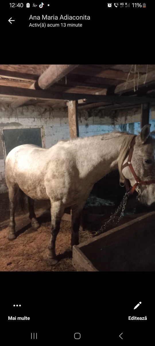 O iapa de 5 ani de vhnzare 2800 € si un castrat 2300€ care e interesat