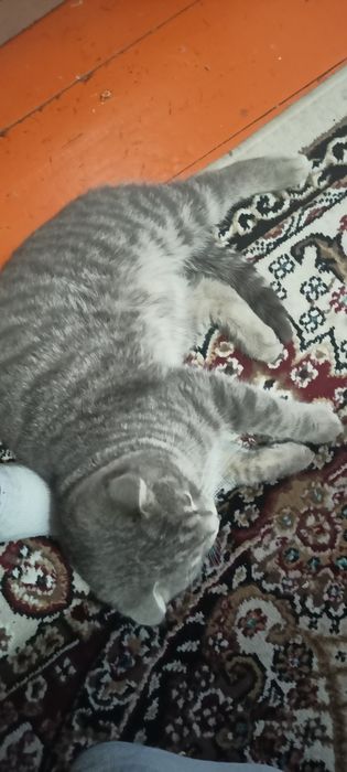 Мысық жоғалды сүйіншісі бар