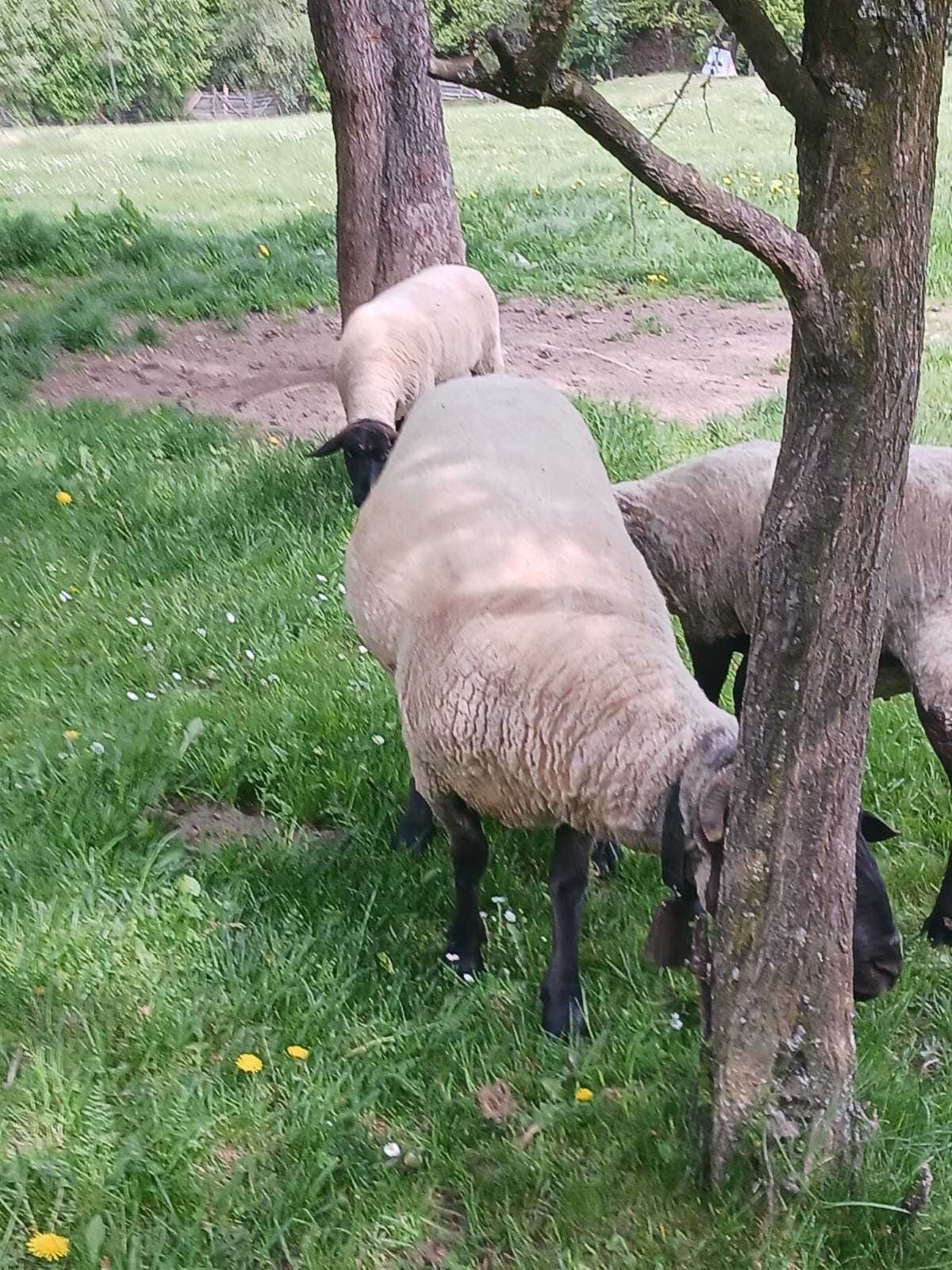 Vând/ schimb berbec