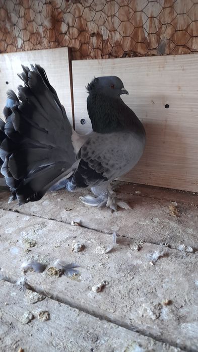 Porumbei voltati indieni