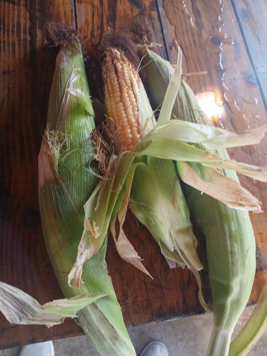 Vând porumb de fiert