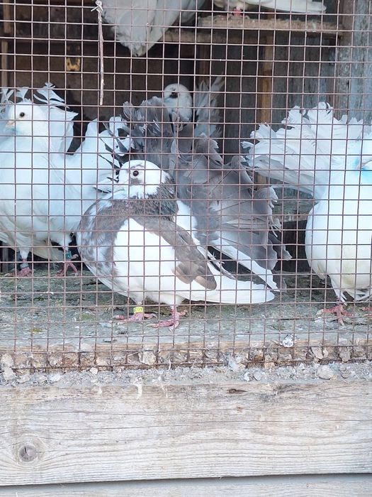 Rotați și Voltați Indieni