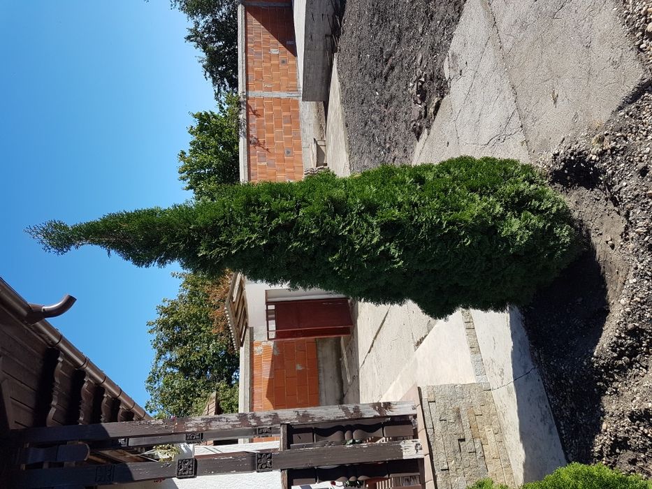 Tuia smaragd