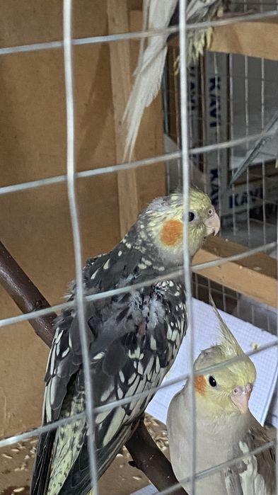 Птенцы кареллы 2 месячные