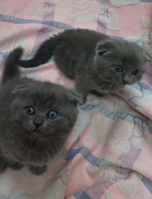 Продаётся Скотиш Фолд мальчики.
