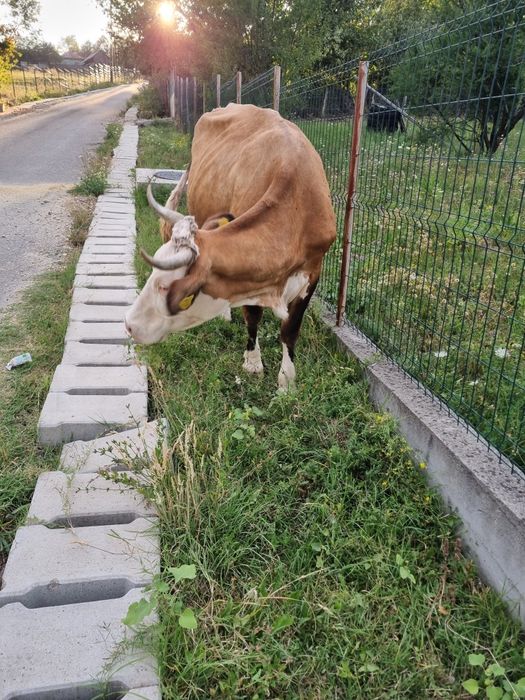 Vaca de vanzare.