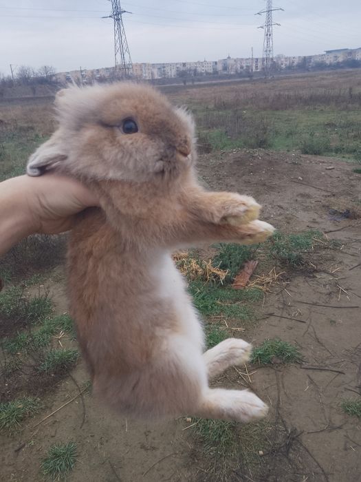 Vând iepuraș cap de leu