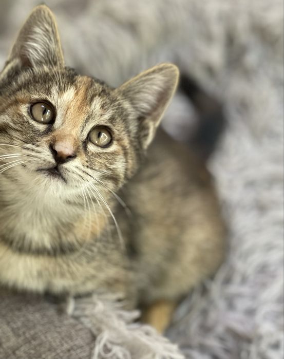 Отдам котят бесплатно в добрые руки (2 девочки)