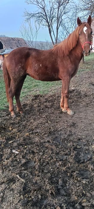 Vând mânză de un an și două luni