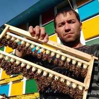 Обучу пчеловодству за один сезон