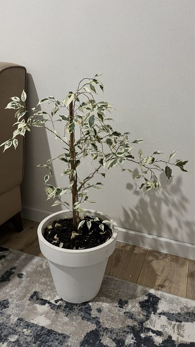 Фикус комнатные растения