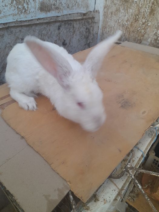 Quyon sotiladi 1 marta bolalagan