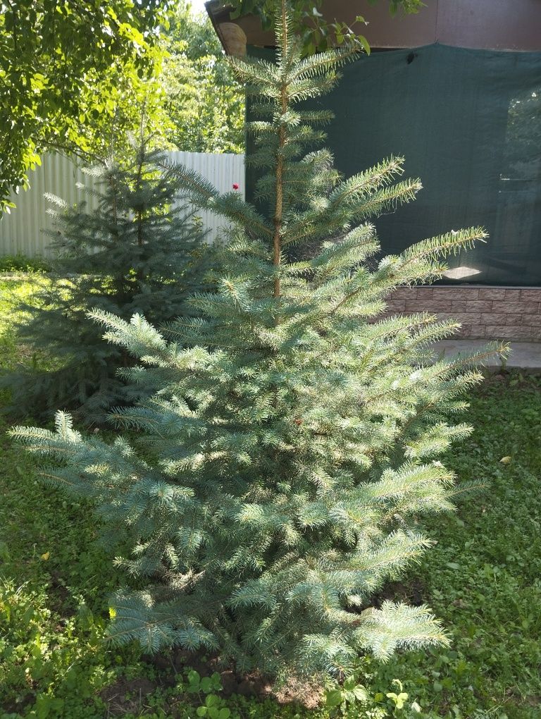 Продается ели и сосны