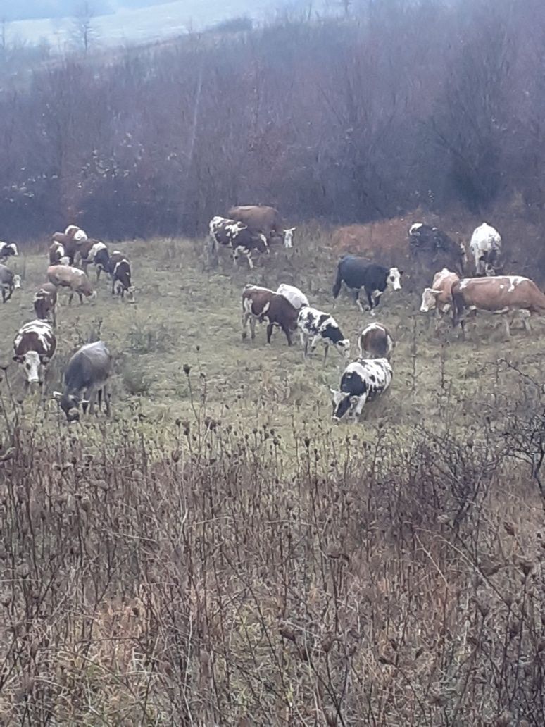 Vițele bălțată romînească  10 bucăți cu pașaport de bălțată