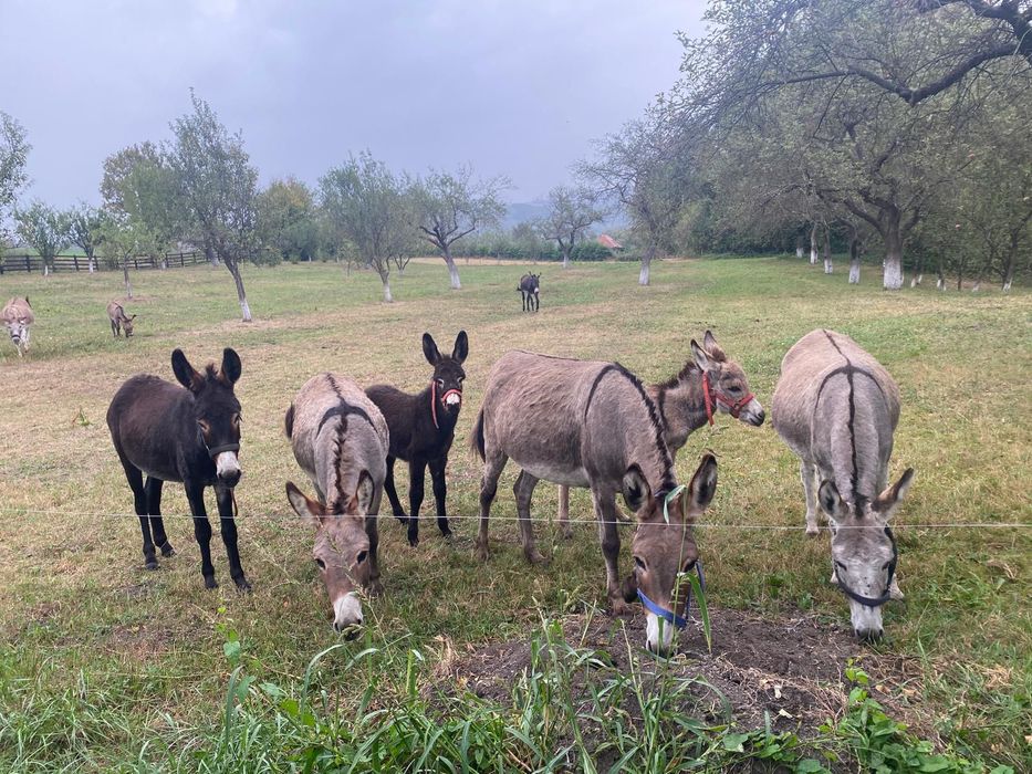 Lapte de măgăriță
