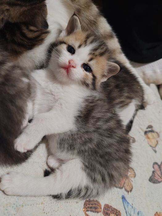 отдам котёнка мальчика