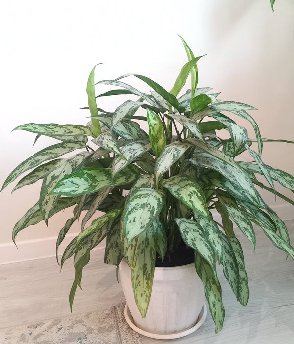 Продам аглаонему