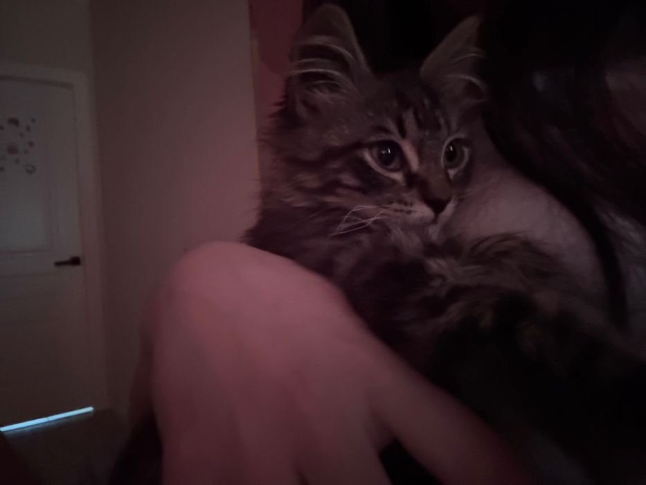 отдам котенка даром