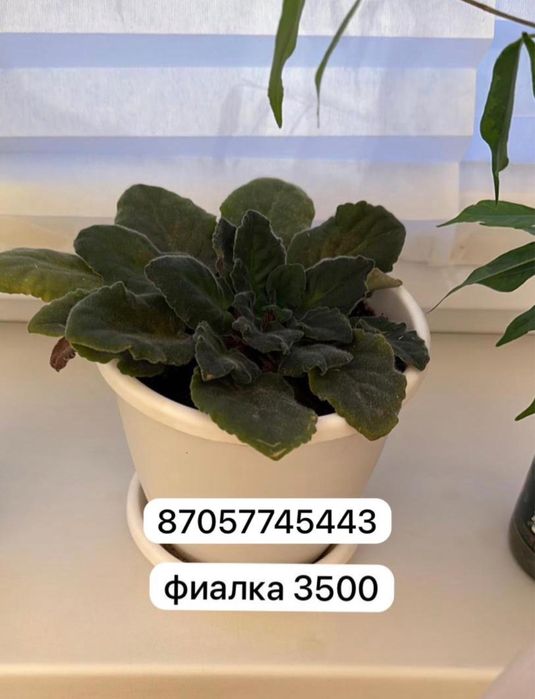 Комнатные цветы гулдер фиялка