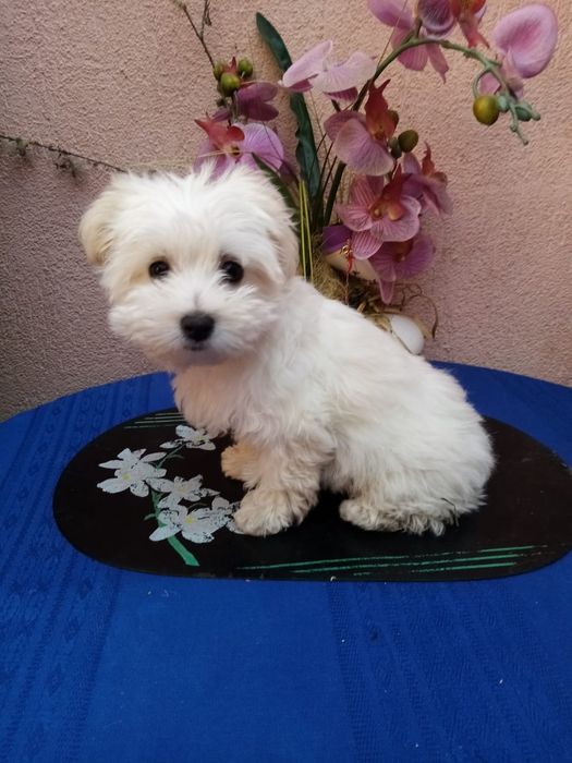 Ingrijire cazare animal de companie pet sitting