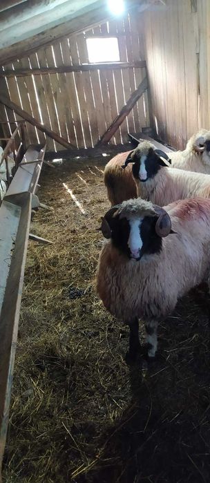 Berbec breaz din 2021