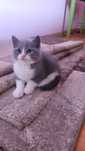 Pisici british shorthair