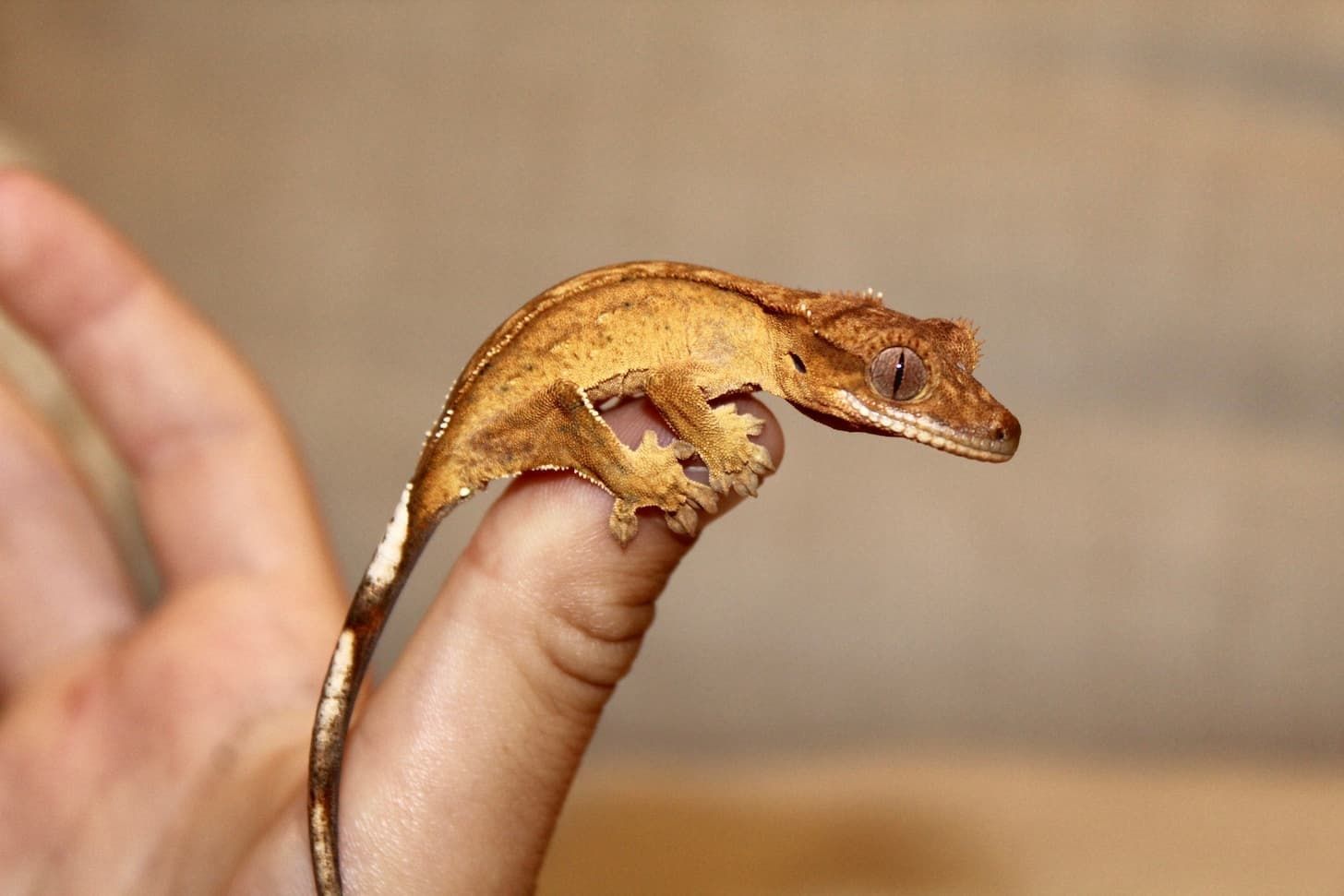 Gecko crested , gecko cu creastă