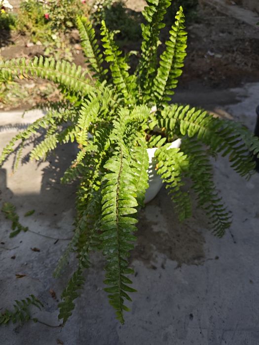 Продам свои цветы