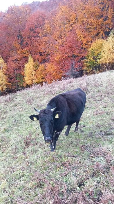 vitele,juninci si vaci din  rasa WAGYU (vaci japoneze