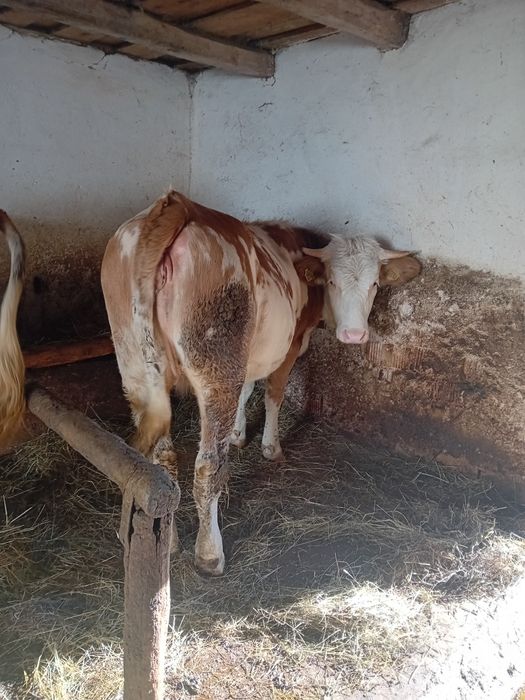 Juninca de 1 an și 4 luni