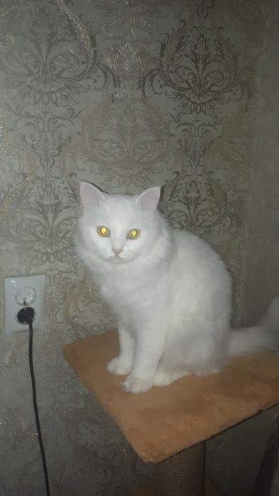 Предлагаю на случку  британского белого котикакота