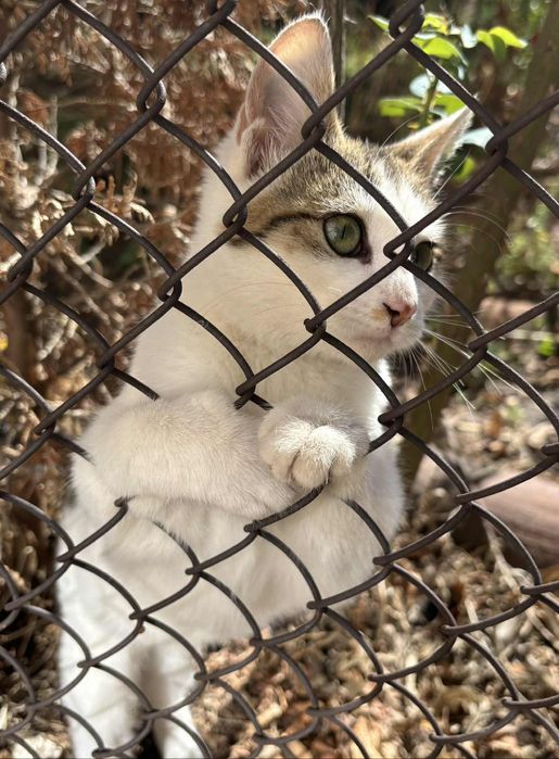 Котенце търси дом
