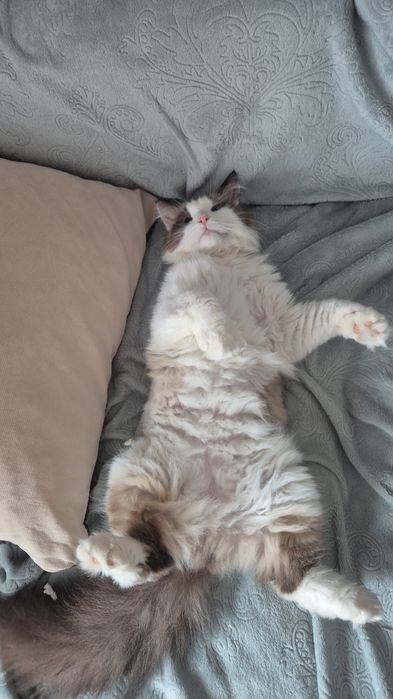 Отдам в заботливые руки породистого кота