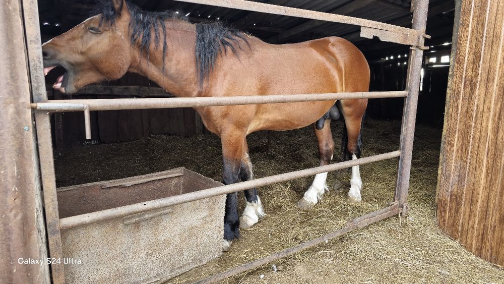 Продам жеребца владимировца 2 года ,тяжеловоз