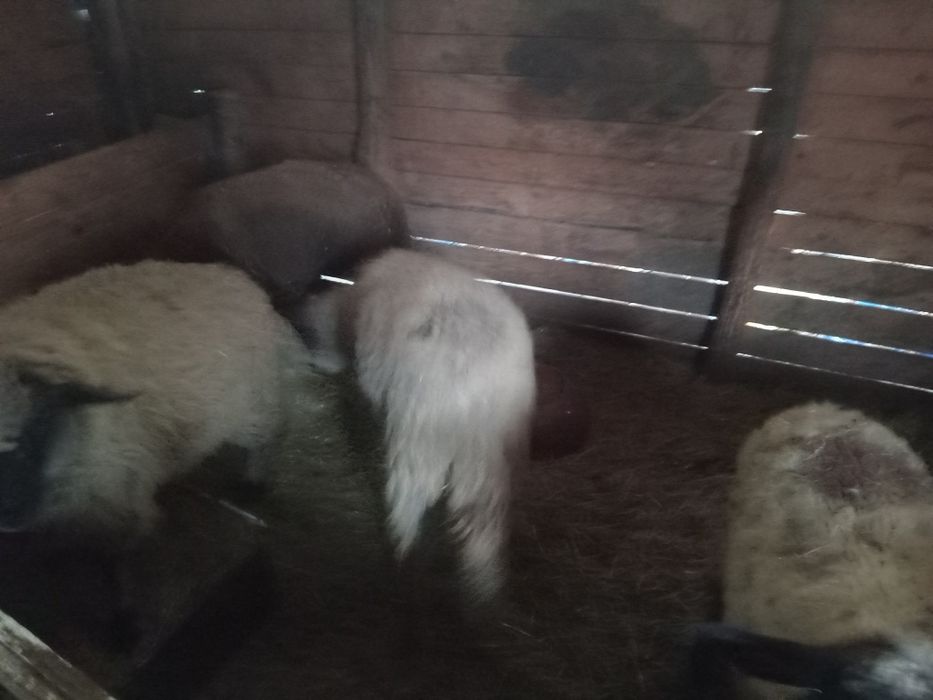 5 Milușe de vânzare