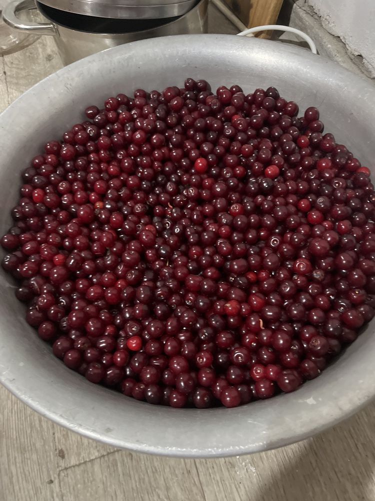 Срочно продам вишню