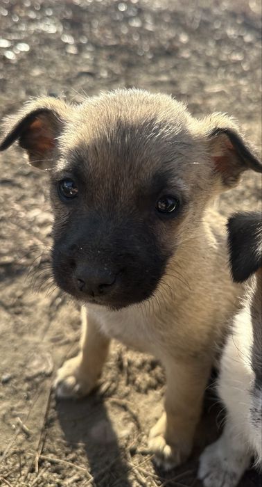 Щенок срочно ищет дом