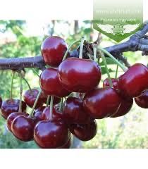 Вишня дачная крупная
