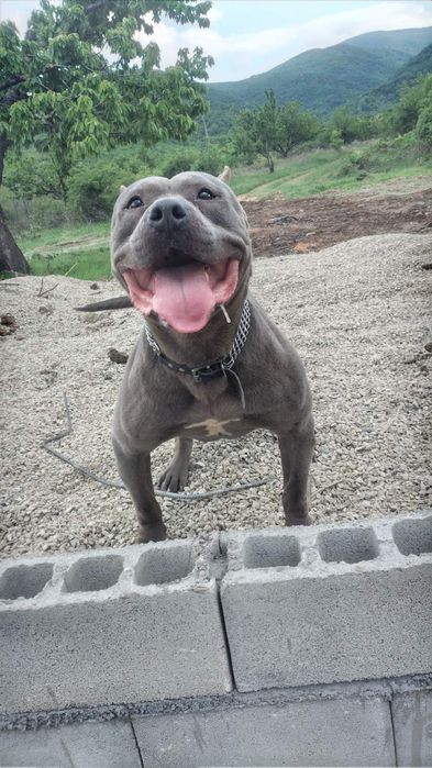 Blue nose pitbull
