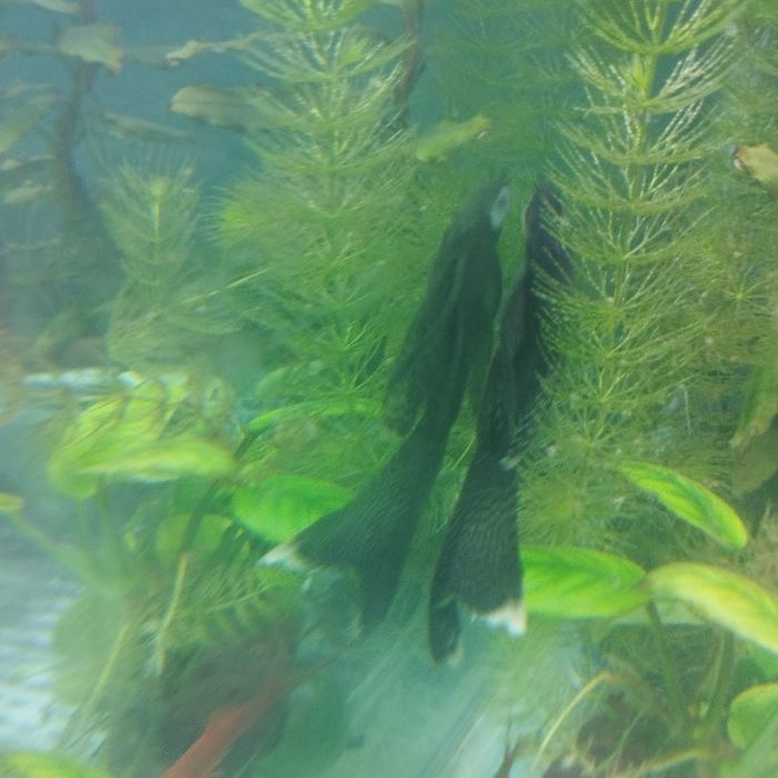 Вуалевый анциструс взрослые.годовалые