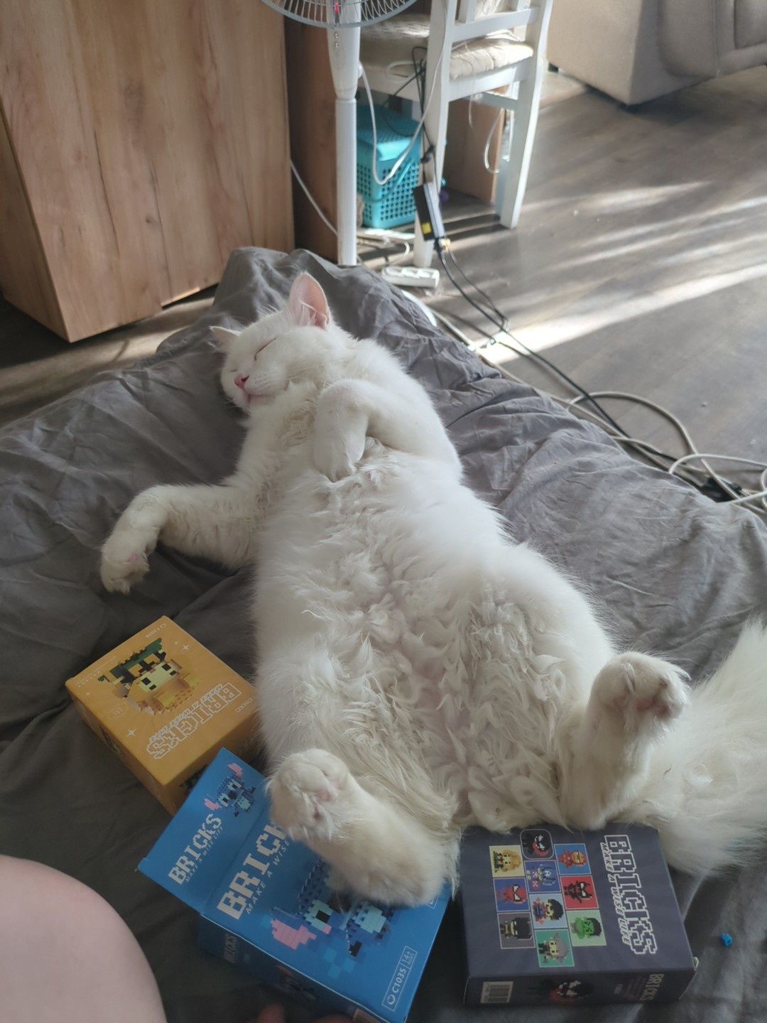 Ищу добрые руки для спасённого котика