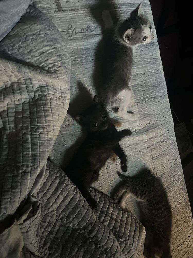 Отдадим котят в хорошие руки