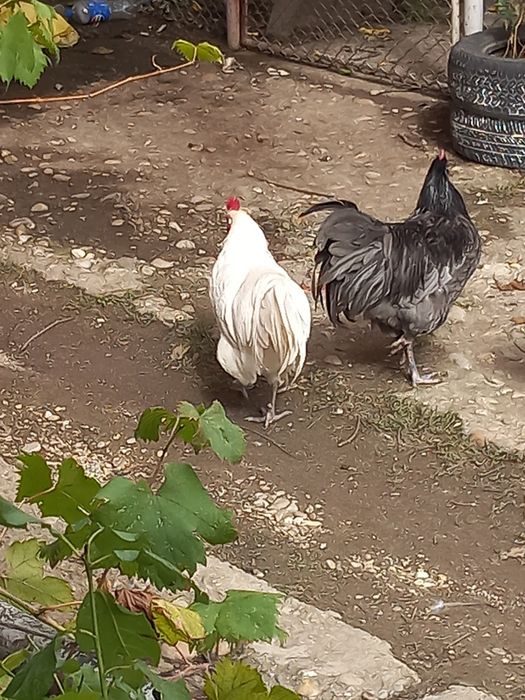 Vand sau schimb cocosi australorp