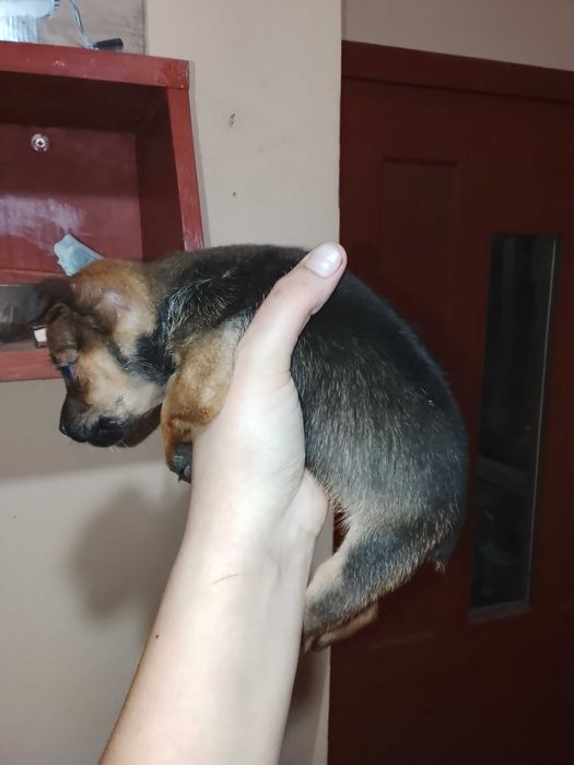 Здравейте, продавам тези две сладки пинчерчета