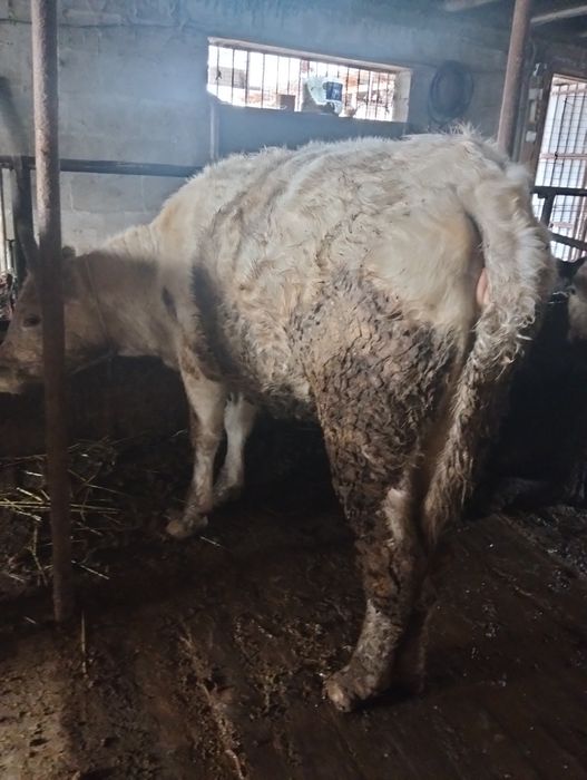 Продам телок возрост полторашки годовалые