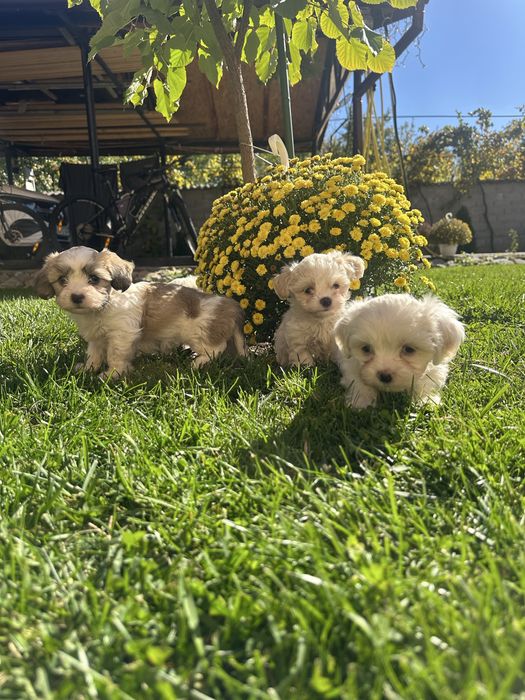 Bichon maltez -fetita , 7 saptamani