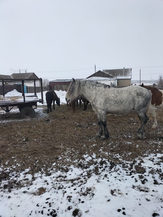 Продам жеребца тяж 8 лет или обмен на равнозначного жеребца