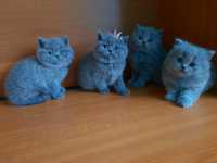 Pui British Shorthair