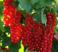 Arbuști Fructiferi (SchisaSoiuri : Chinesis 

20/30cm =15Lei 
40/50cm